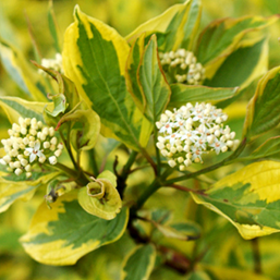    Cornus alba Spaethii